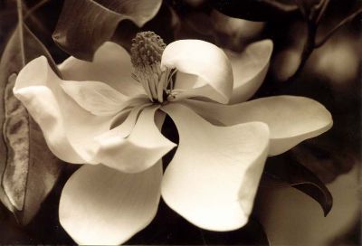 Dreamy Magnolia